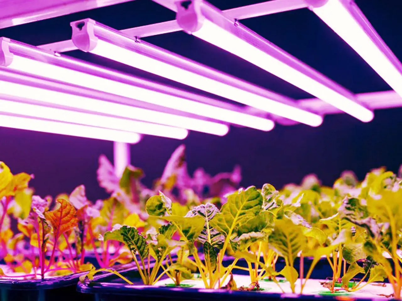 Młode rośliny pod lampami LED, które zapewniają idealne światło dla roślin. Różowe i fioletowe światło sprzyja ich wzrostowi.